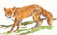 Wild Fox